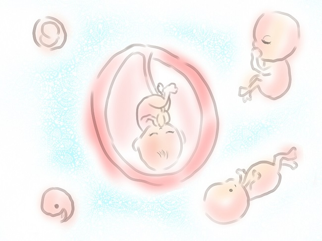 Quá trình phát triển của thai nhi 19 tuần