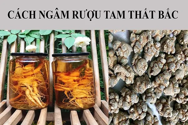 các loại rễ cây ngâm rượu