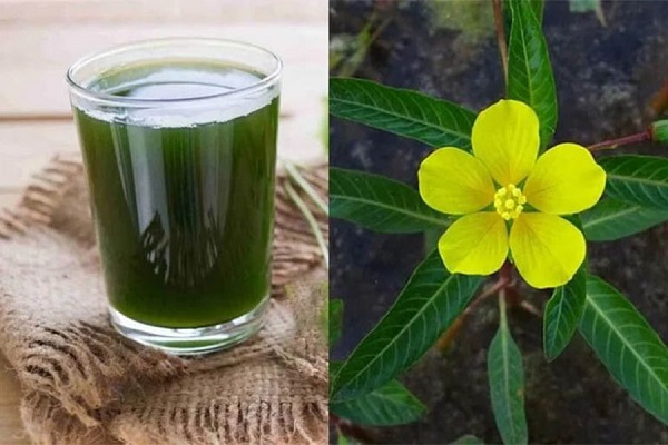 Cây rau mương có mấy loại? 