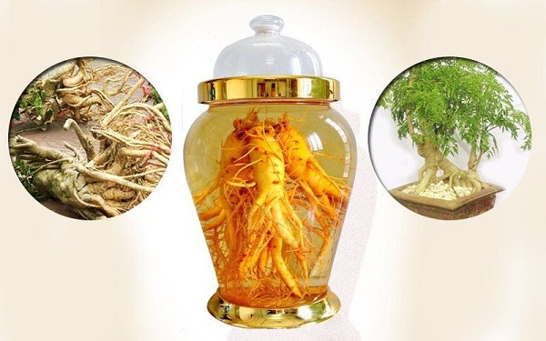 Mách bạn top 10 các loại rễ cây ngâm rượu tốt cho sức khỏe