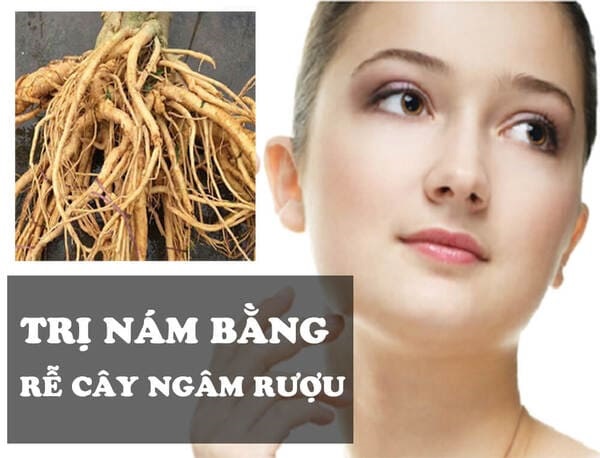 các loại rễ cây ngâm rượu
